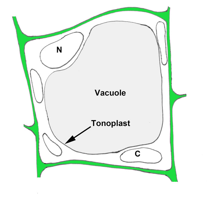 <p>Een centrale grote vacuole. en typisch voor plantaardige cellen</p>