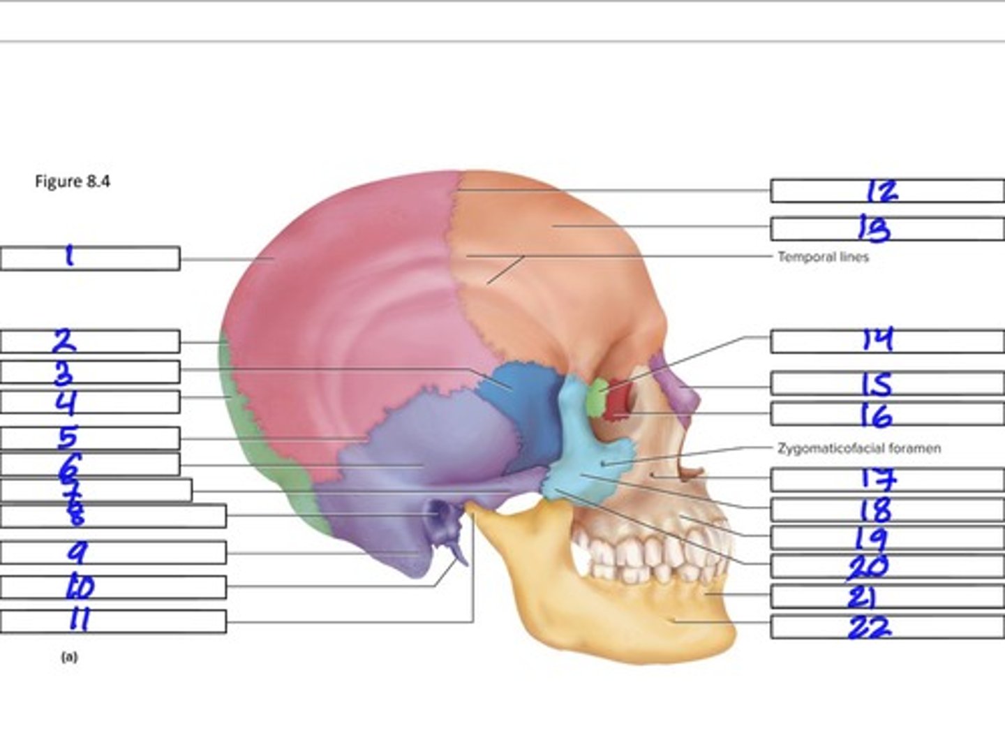 <p>16</p>