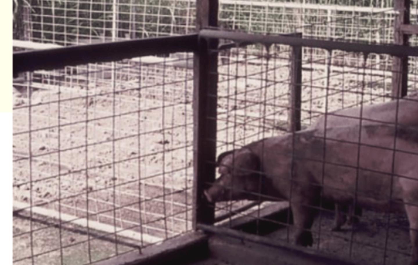 <p>Common in feral pigs (N Qld)</p><p>Limited to warm, moist areas in Australia (L3 are highly susceptible to desiccation);</p>