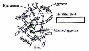 <p>The missing label in this drawing of articular cartilage extracellular matrix is</p><p>a. Collagen fibril</p><p>b. Link protein</p><p>c. Sea snake</p><p>d. Striped tube thingy</p>