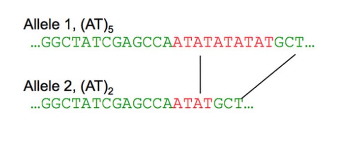 <p>The number of tandem repeats at specific places (loci) in DNA that varies among individuals.</p>