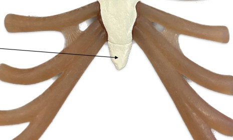 <p>What is tip of the sternum?</p>