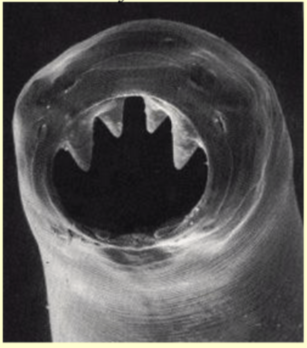 <p>teeth</p>