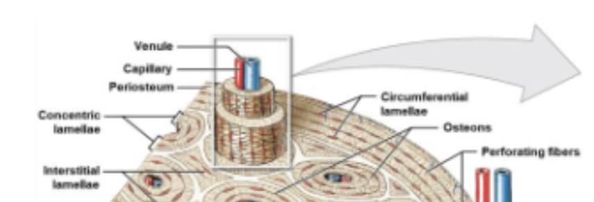 <p>Lamellae at the outer and inner bone surfaces.</p>