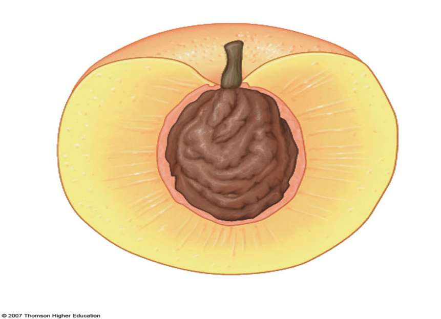 <ol><li><p>Fruit Name</p></li><li><p>Fruit Scientific Name</p></li><li><p>Fruit type</p></li></ol>