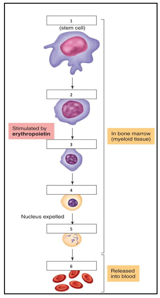 Label the following diagram: (Word bank - proerythroblast, erythrocytes, hemocytoblast, normoblast, reticulocyte, erythroblast)
