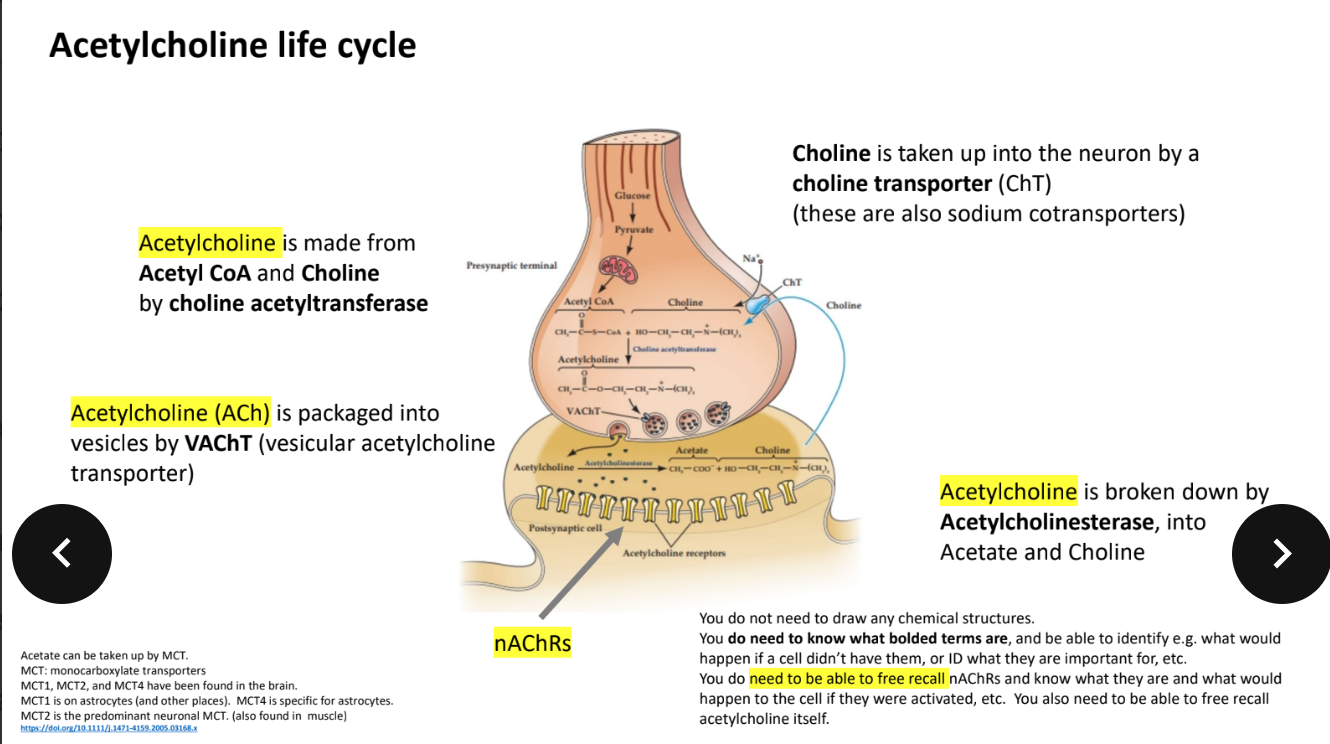 <p>Acetyl  CoA and Choline by CHOLINE ACETYLTRANSFERASE </p>