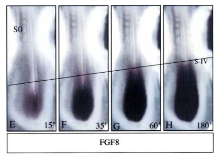 <p>FGF8 is expressed in a gradient in paraxial mesoderm = PSM</p>