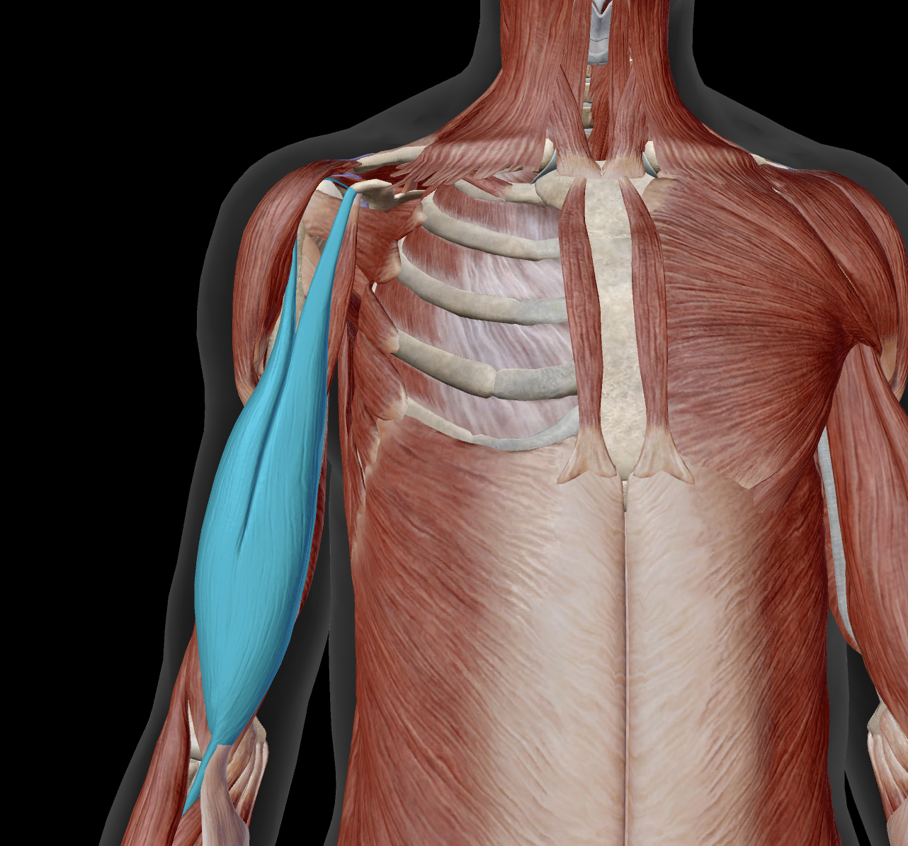 <p>innervation?</p>
