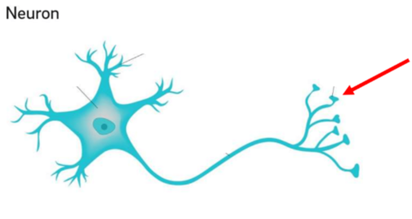 <p>Axon terminals: release the neurotransmitters.</p>