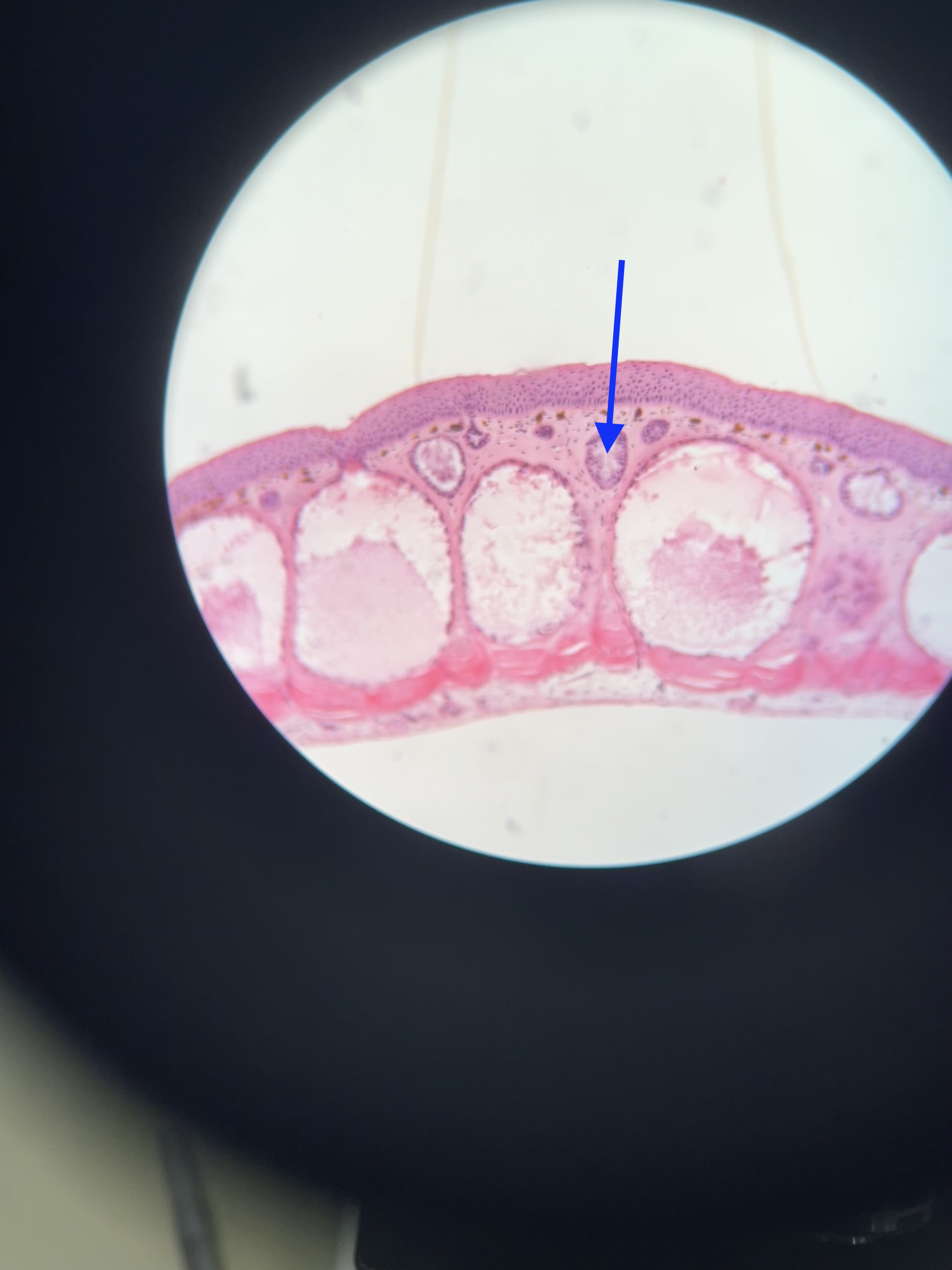 <p>produces, stores, and secretes mucous</p>