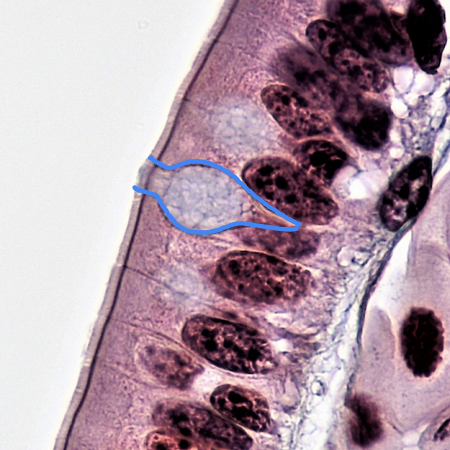 <p>goblet cell</p>