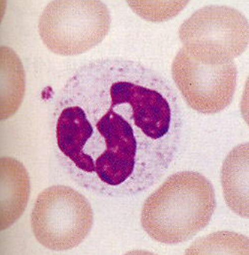 Granulocyte , Multi-lobed nucleus (usually 3), 40-70% of WBC (3,000-7,000/mm3), Active phagocytes - foreign invader EATERS, and in short-term infection, numbers increase rapidly to fight off invaders