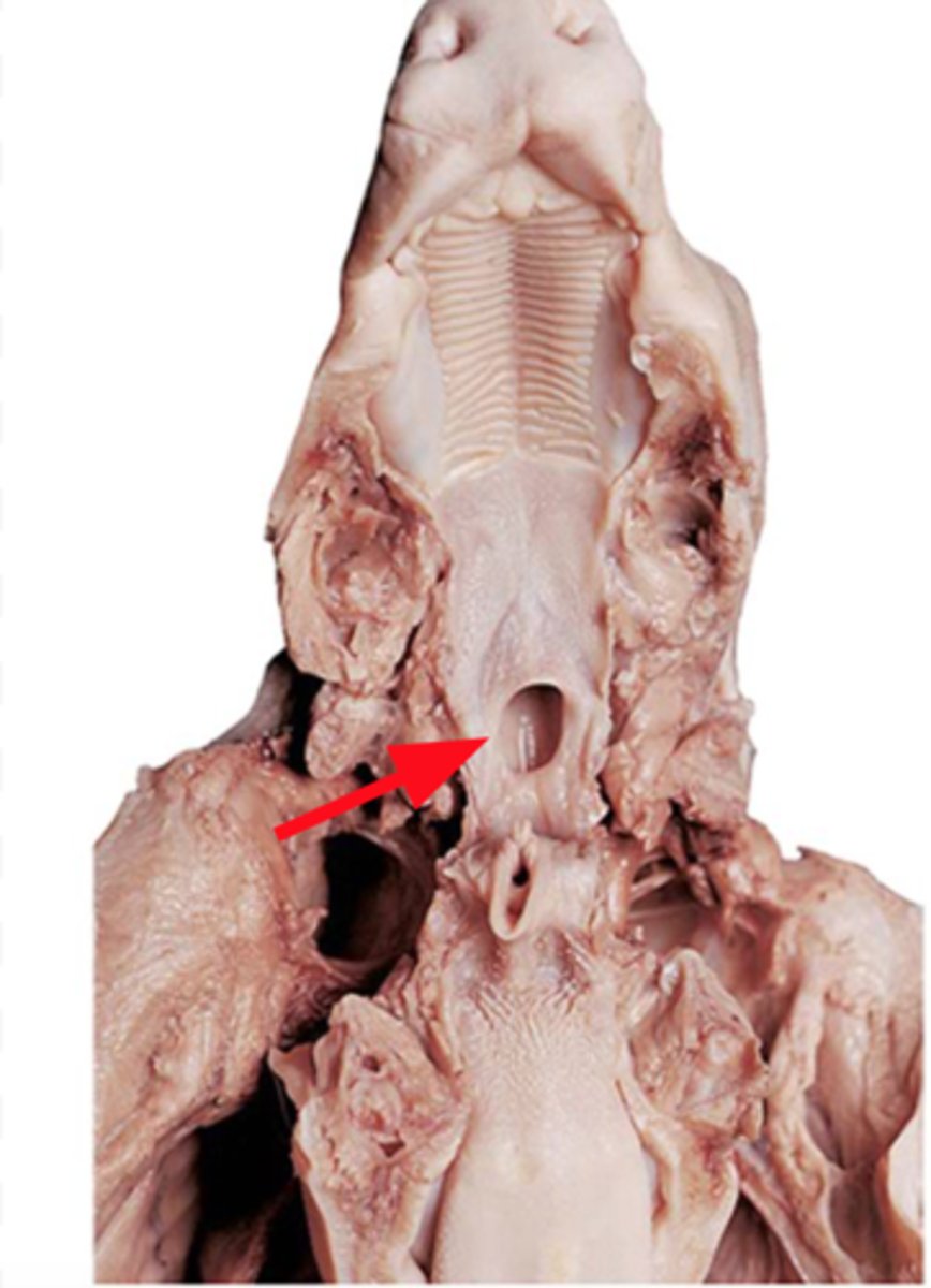 <p>throat; passageway for food to the esophagus and air to the larynx</p>