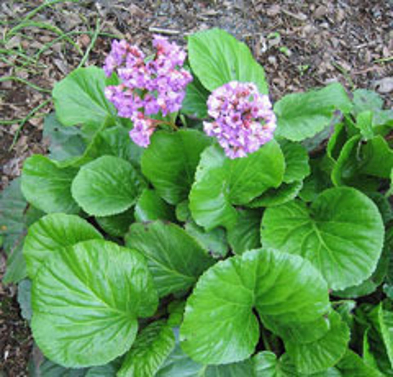 <p>winter-flowering bergenia</p>