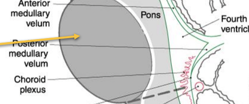 <p>midsagittal view </p>