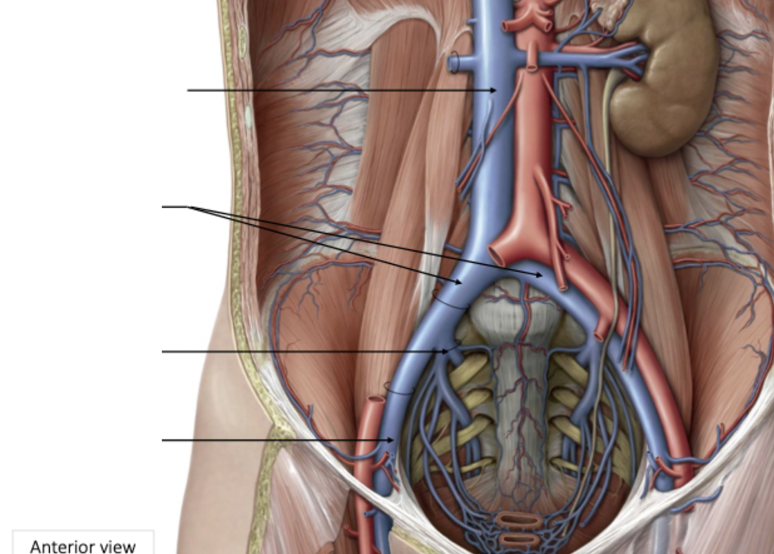 <p>Pelvis Venous Drainage</p>