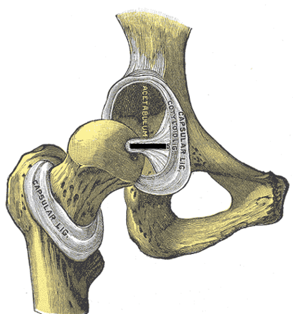<p>Name this ligament</p>