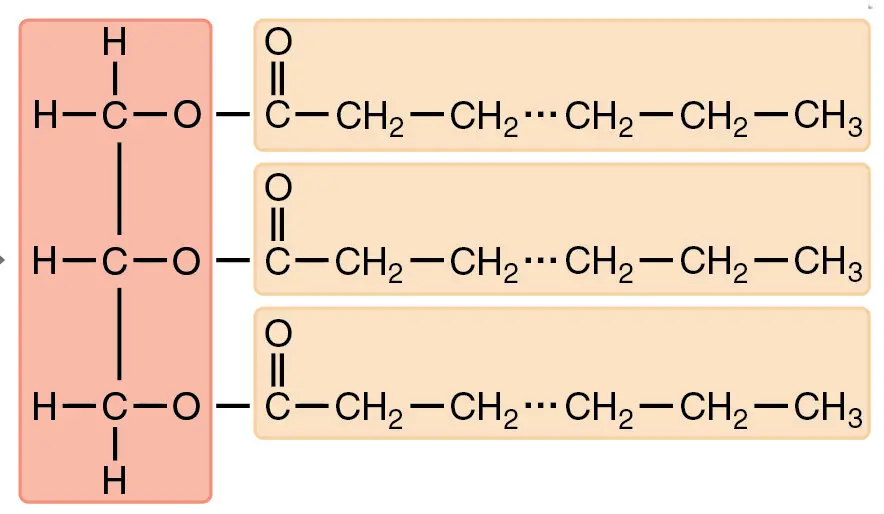 <p>glycerol and fatty acids, ester linkages bond fatty acids to glycerol (3 carbon alcohol) </p>