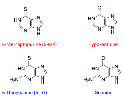 <ol><li><p>6-mercaptopurine (6-MP)</p><ul><li><p>analogue for 6-thioguanine (6-TG)</p></li></ul></li><li><p>Hypoxanthine </p><ul><li><p>analogue for Guanine </p></li></ul></li></ol>