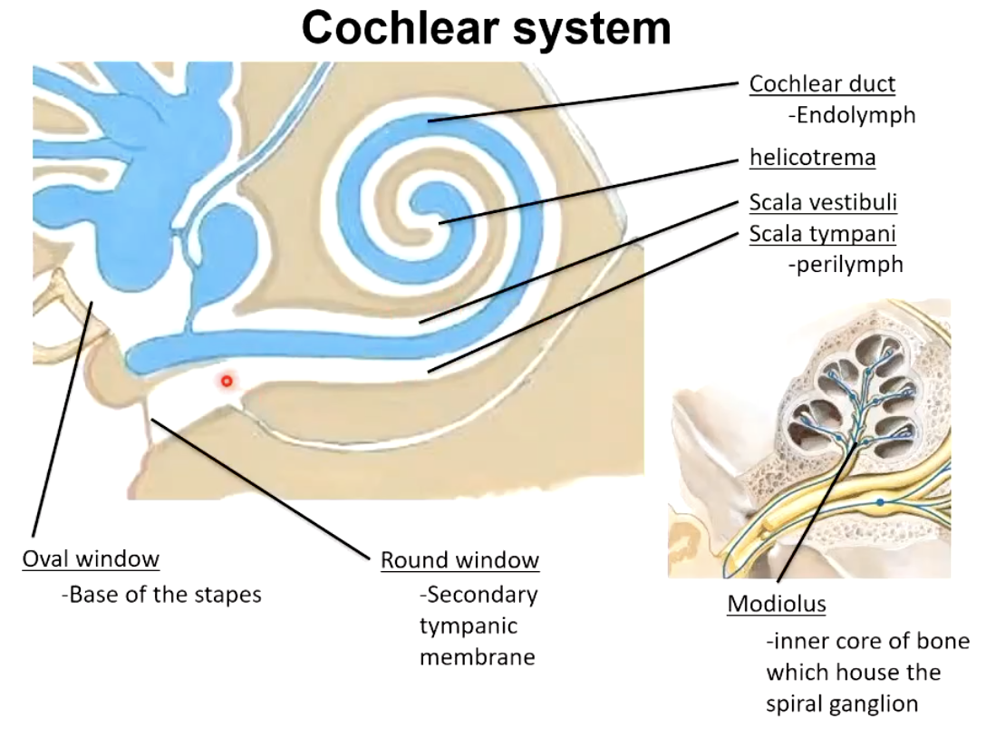 <ul><li><p>cochlear duct → endolymph</p></li><li><p>scala tympani → perilymph</p></li></ul><p></p>
