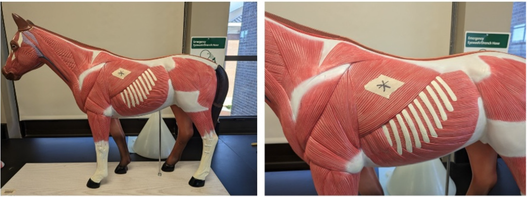 <p>What muscle is denoted with a star? </p>