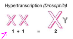 <p>a set of proteins only expressed in males bind to the x csome and increases x linked gene expression by histone acetylation</p>