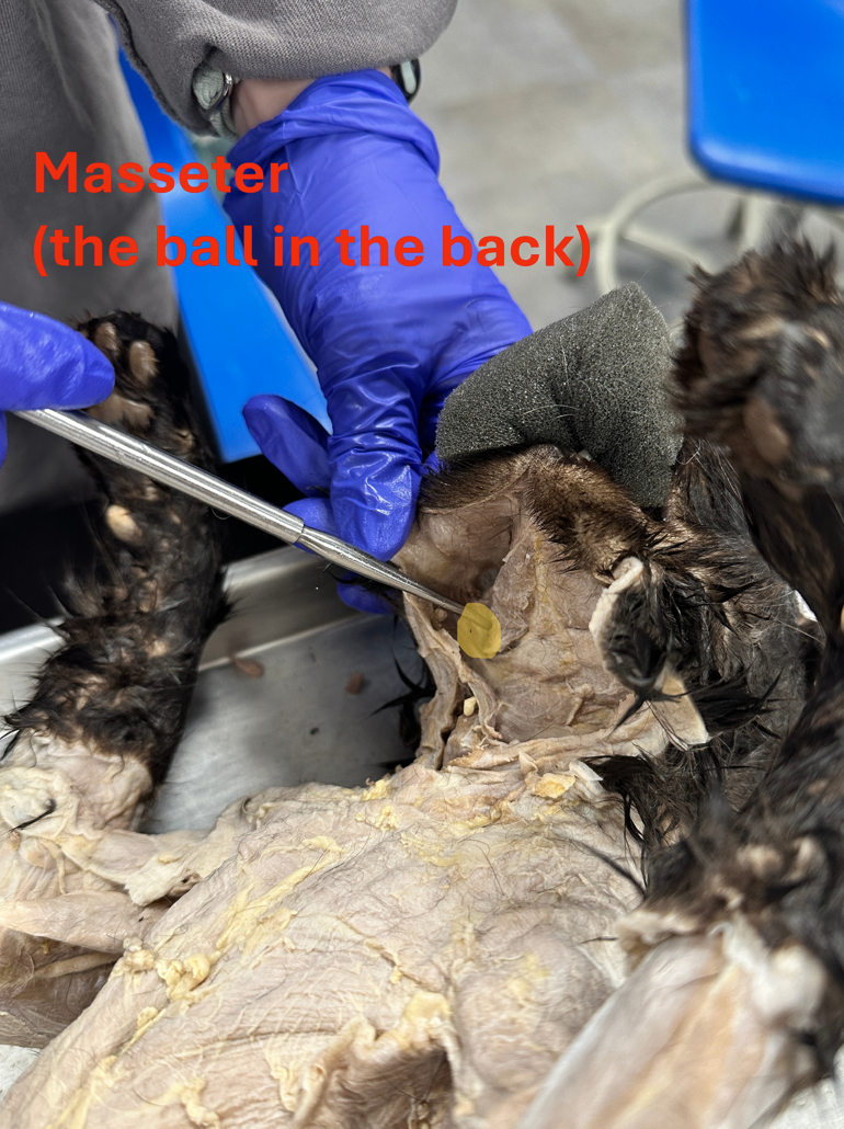 <p>Masseter (neck muscle)</p>