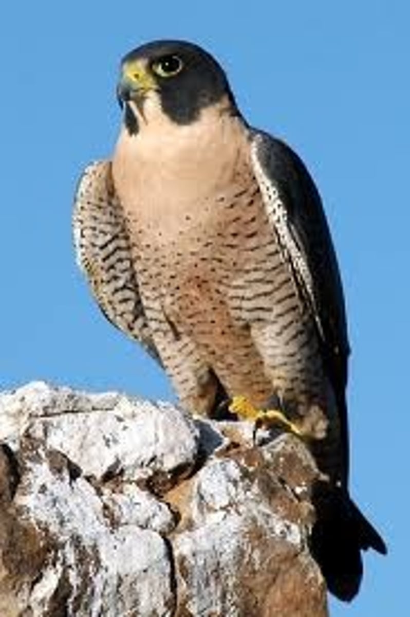 <p>Order: Falconiformes</p><p>Family: Falconidae</p>