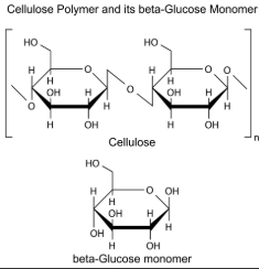<ul><li><p>Has straight unbranched chains which run parallel to each other</p></li><li><p>Hydrogen bonds form cross linkages between adjacent chains&nbsp;</p></li><li><p>The large number of these hydrogen bonds are what strengthen cellulose</p></li><li><p>The cellulose chain has adjacent glucose molecules rotated by 180 degrees. </p></li><li><p>This allows the hydrogen bonds to be formed between the hydroxyl groups on adjacent parallel chains that help to give cellulose its structural stability</p></li></ul><p></p>