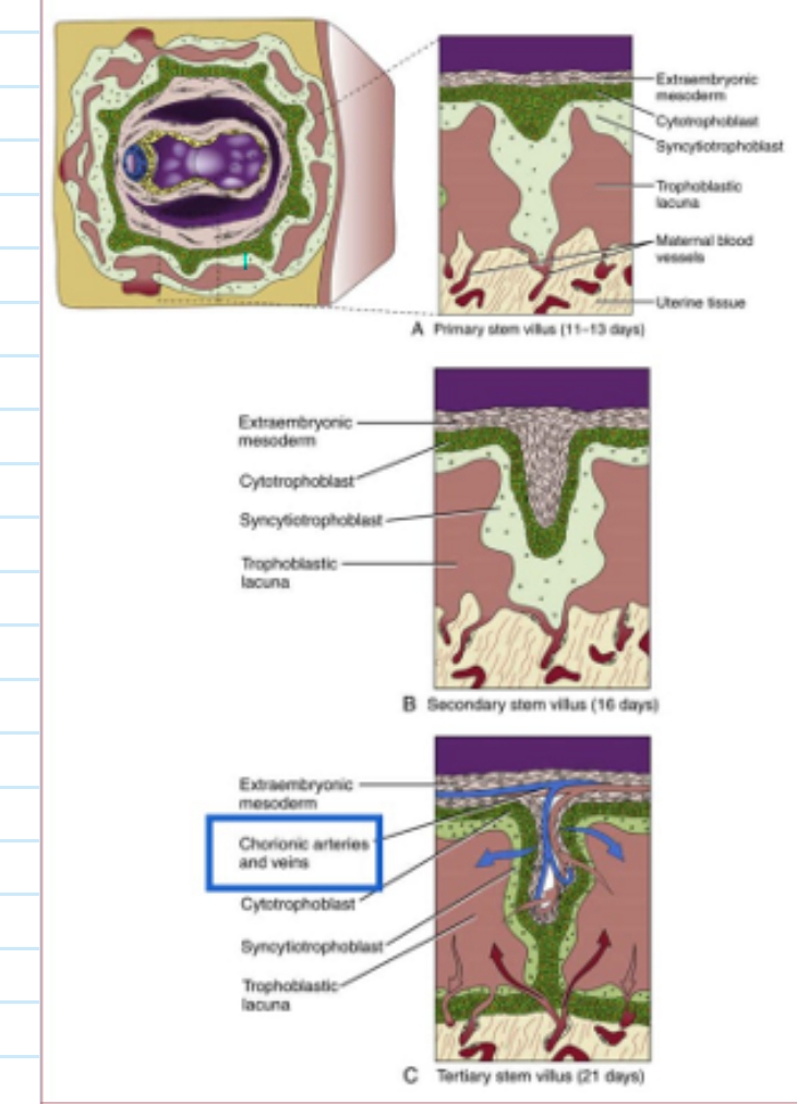 <ul><li><p>primaire villi</p><ul><li><p>op dagen 11 tot 13</p></li><li><p>cytotrofoblastische proliferaties die uitbotten in bovenliggende syncytiotrofoblast</p></li></ul><p>→ primaire: cytotrofoblast &amp; syncytiotrofoblast</p></li><li><p>secundaire villi</p><ul><li><p>tegen dag 16</p></li><li><p>extra-embryonale mesoderm begint te prolifereren &amp; dringt midden van elke primaire villi binnen</p></li></ul><p>→ secundaire: met ingroei extraembryonaal mesoblast</p></li><li><p>tertiaire villi</p><ul><li><p>tegen dag 21</p></li><li><p>mesodermale kern differentieert tot bindweefsel &amp; bloedvaten</p></li></ul><p>→ tertiaire: met ingroei van embryonale bloedvaten</p></li></ul><p></p>