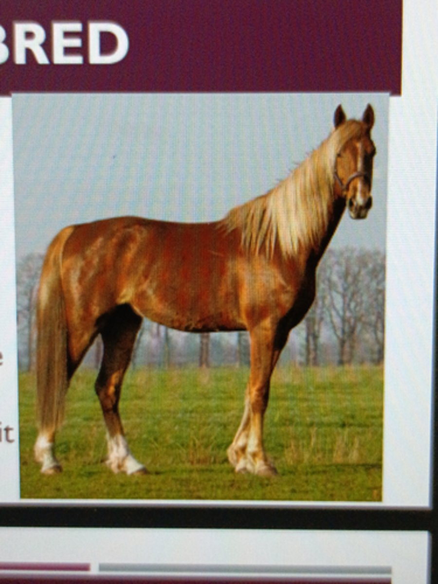 <p>Descended from the riding-type</p><p>horses bred during American</p><p>Revolution (Narragansett Pacer,</p><p>Canadian Pacer, Morgan,</p><p>Thoroughbred)</p><p>¡ Known of sense of presence &amp; style</p><p>¡ Gentle temperaments</p><p>¡ "Gaited breed" - 4-beat ambling gait</p>