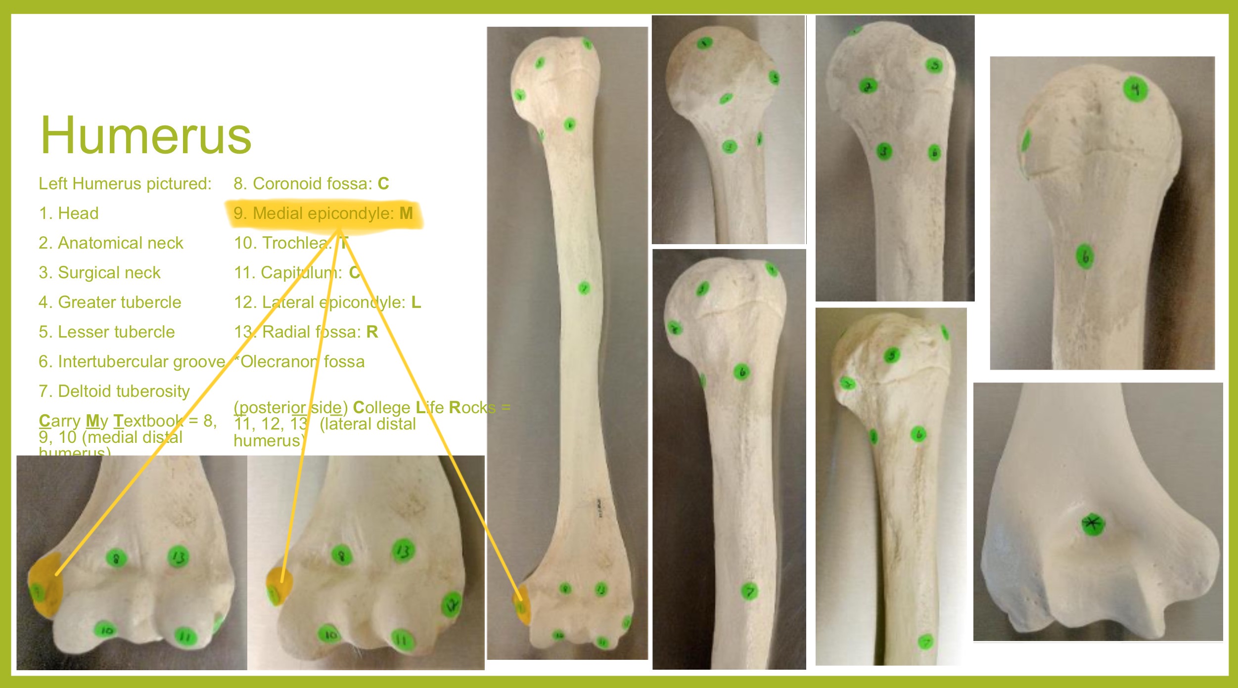 <p>medial epicondyle of humerus</p>