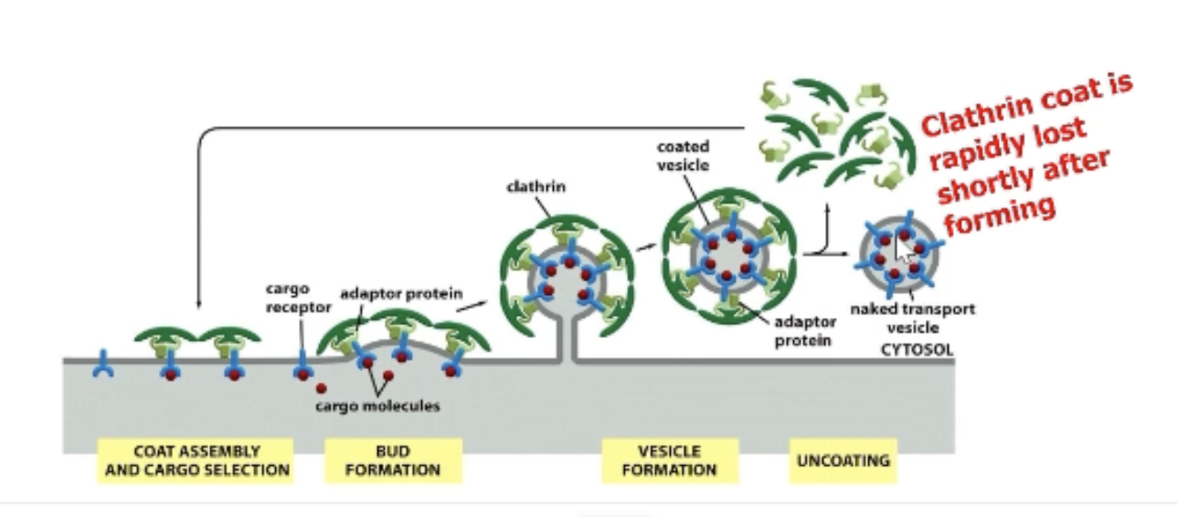 <p>Clathrin, adpator proteins, and transmembrane cargo receptors.</p><p>Clathrin is recruited via adapter proteins that interact with transmembrane receptors.</p><p>They capture and package cargo molecules within the donor compartment into budding vesicle. </p>