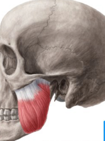 <p>Which muscle elevates and protracts the mandible?</p>