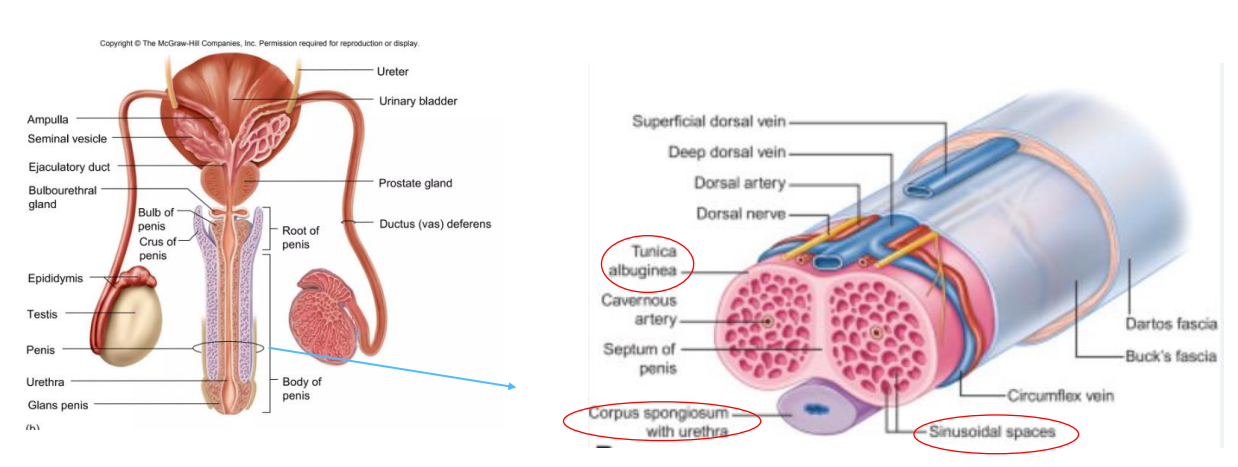 <p>Cross Section of the Penis</p>