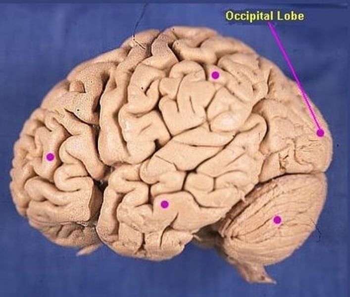 <p>the portion of the cerebral cortex lying at the back of the head; includes the visual areas, which receive visual info from the opposite visual feild.</p>