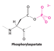 <p>Because the reaction includes an intermediate in which the enzyme is phosphorylated.</p>