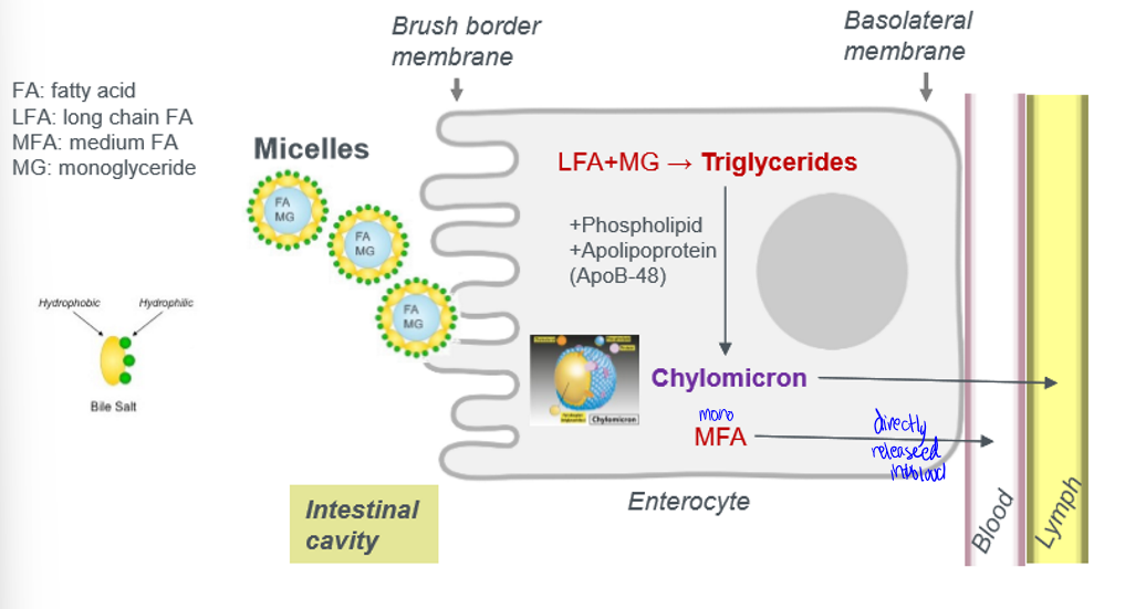 <p>micelles formed by bile salts allow for stability and efficiency. </p>