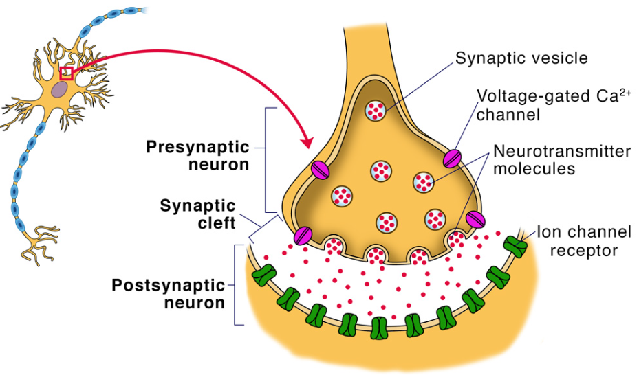 <ul><li><p>the junction between the axon tip of the sending neuron and the dendrite or cell body of the receiving neuron.</p></li><li><p>The tiny gap at this junction is called the _____tic gap or _____tic cleft.</p></li></ul><p></p>