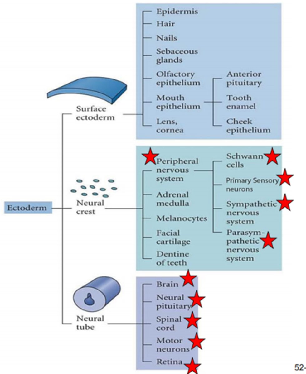 <p>Know that ectoderm gives rise to the epidermis and the major structures of the CNS and PNS</p>