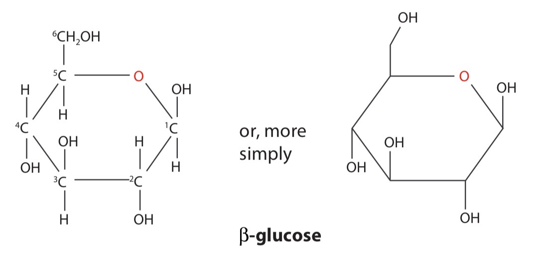 <p>The form of glucose where the hydroxyl group, -OH, on carbon atom 1 is above the ring is known as β-glucose (beta-glucose)</p>
