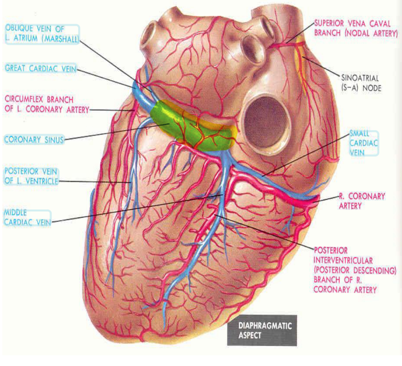 <ol><li><p>Great cardiac vain</p></li><li><p>Middle cardiac vein</p></li><li><p>Small cardiac vein</p></li><li><p>Posterior vein of left ventricle</p></li><li><p>Oblique vein of left atrium</p></li></ol><p></p>