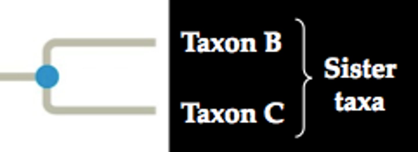<p>pair of taxa originating from same lineage split; most closely related; arise at same time</p>
