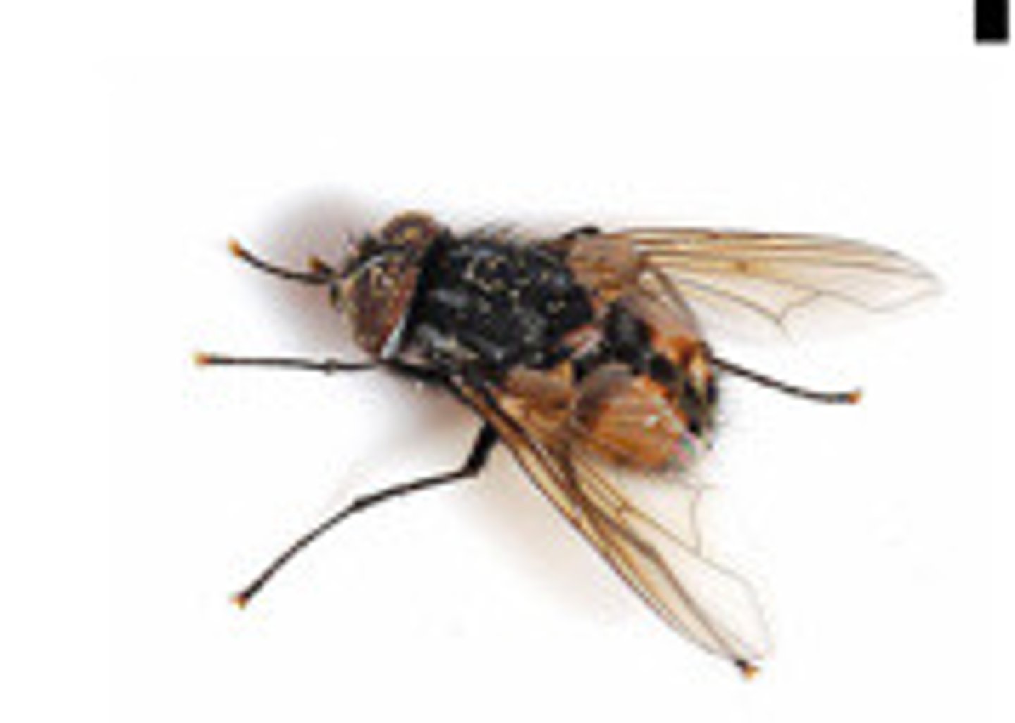 <p>What fly is this?</p>