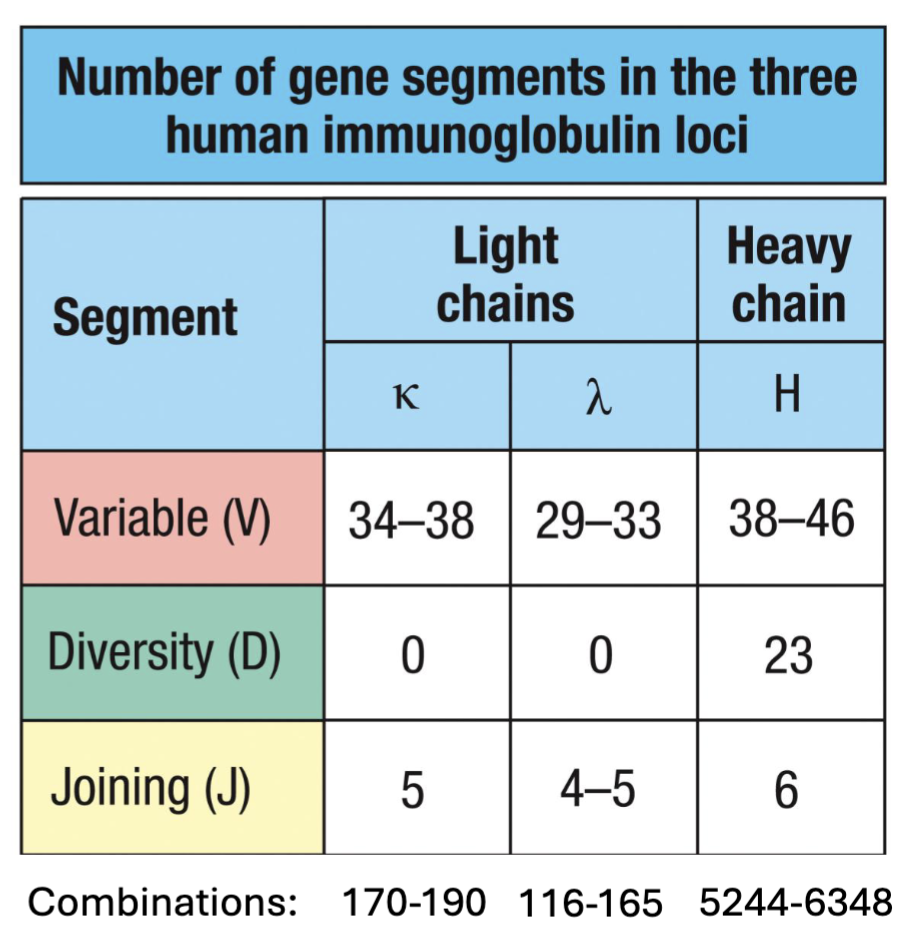 <p><span><span>shuffling use of V, D, and J gene segments generates different variable regions</span></span></p><p><span><span>(190 k-chains + 165 𝝀-chains) X 6348 H-chains = ~2.25 Million combinations from 156 gene segments</span></span></p><p></p><p><span><span>(</span></span>don’t need to know the numbers just know which has most and know more V > D, J)</p>