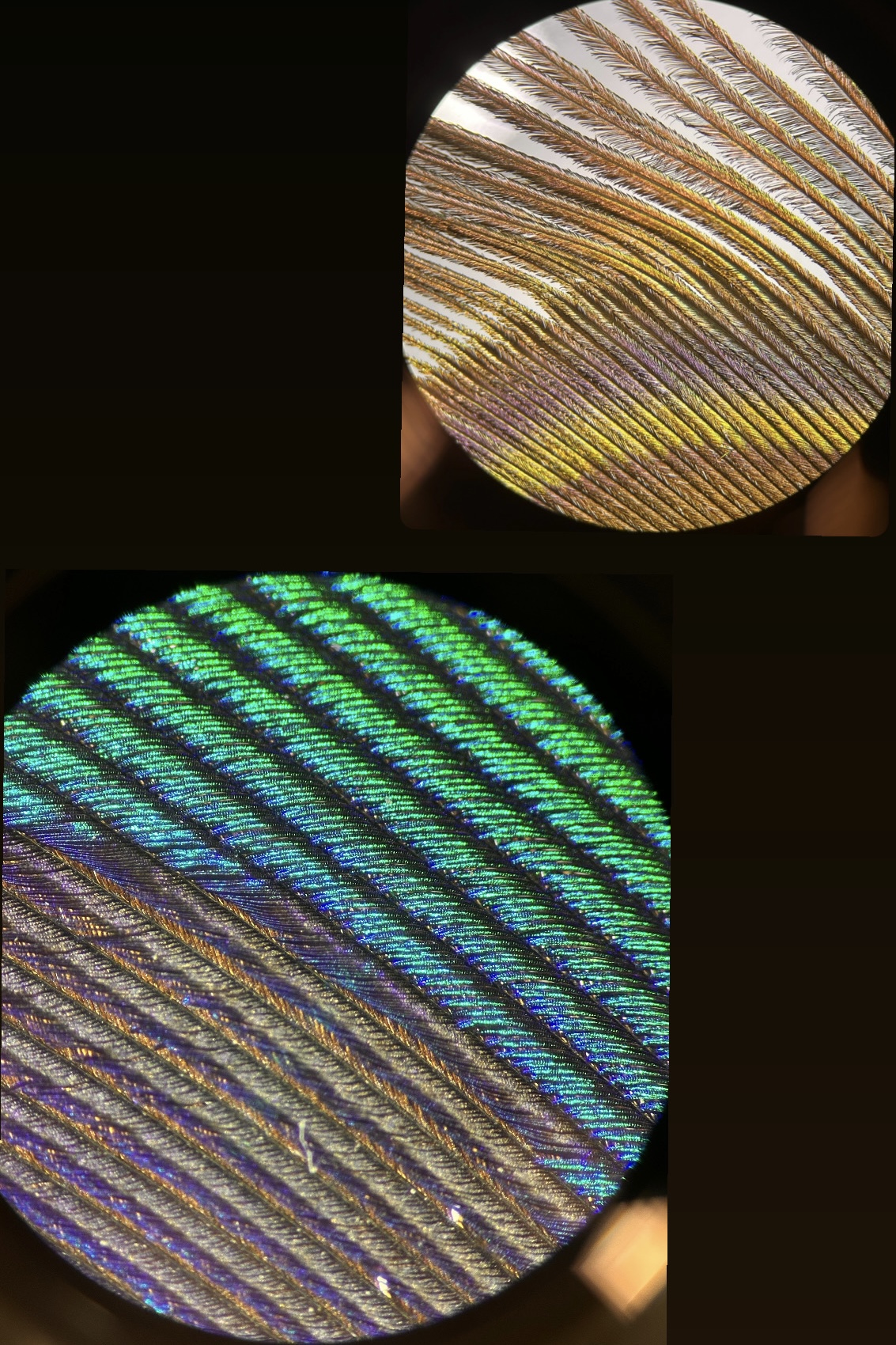 term image