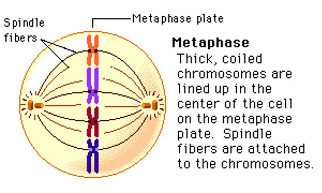 <ul><li><p>Centrosomes go to opposite poles of the cell.</p></li><li><p>Chromosomes line up along metaphase plate.</p><ul><li><p>Sister chromatids are identical / no difference</p></li></ul></li></ul><p></p>