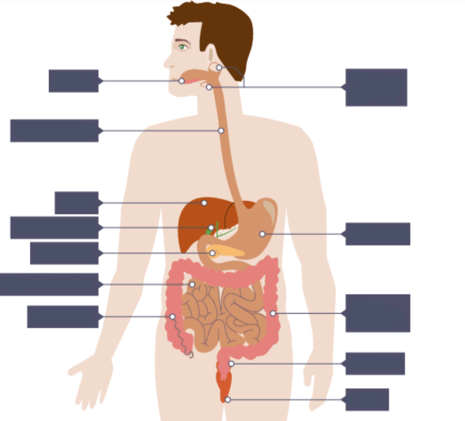 <p><strong>Label this diagram of the digestive system</strong></p>