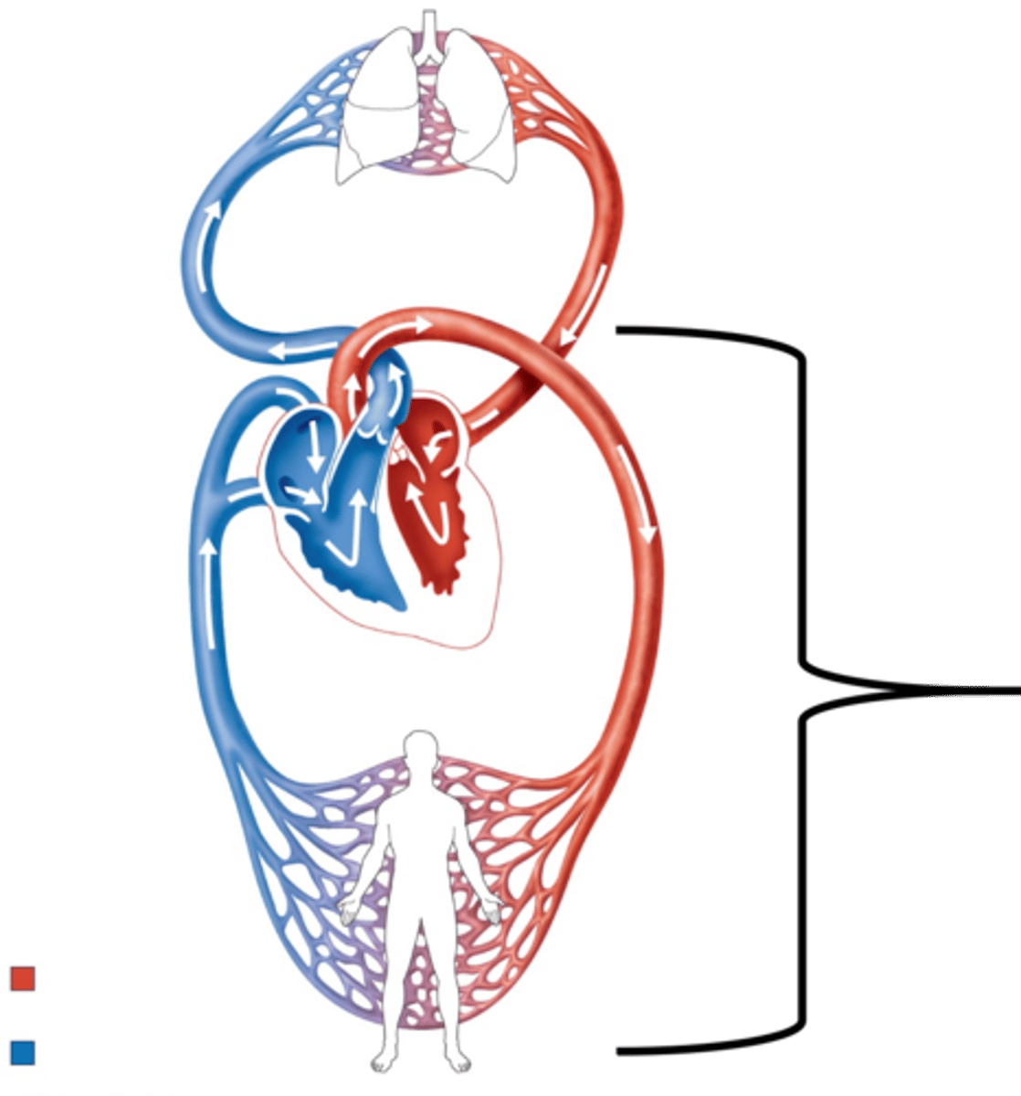 <p>Name this circuit.</p>